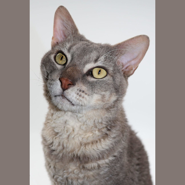 Photo of Gibson Now At Pet Quarters Tuggerah