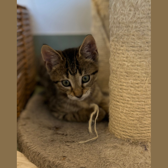 Photo of String Bean