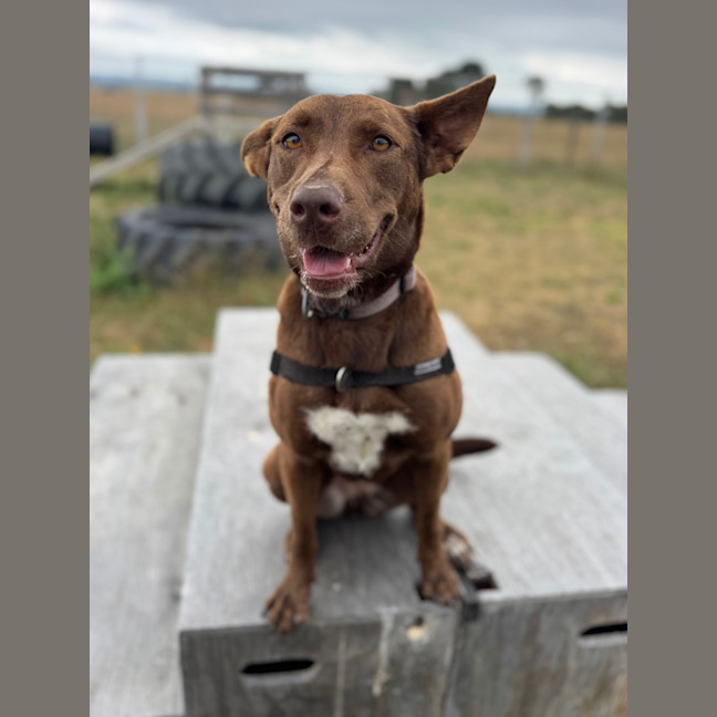 Photo of Dobby