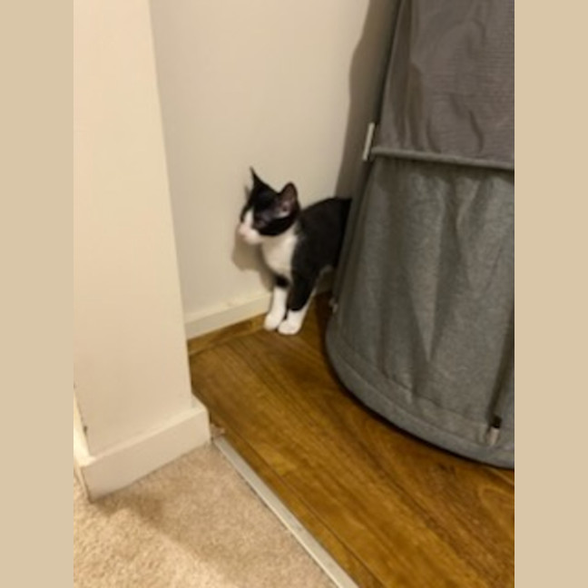 Photo of Blacky *9 Lives Project Rescue*