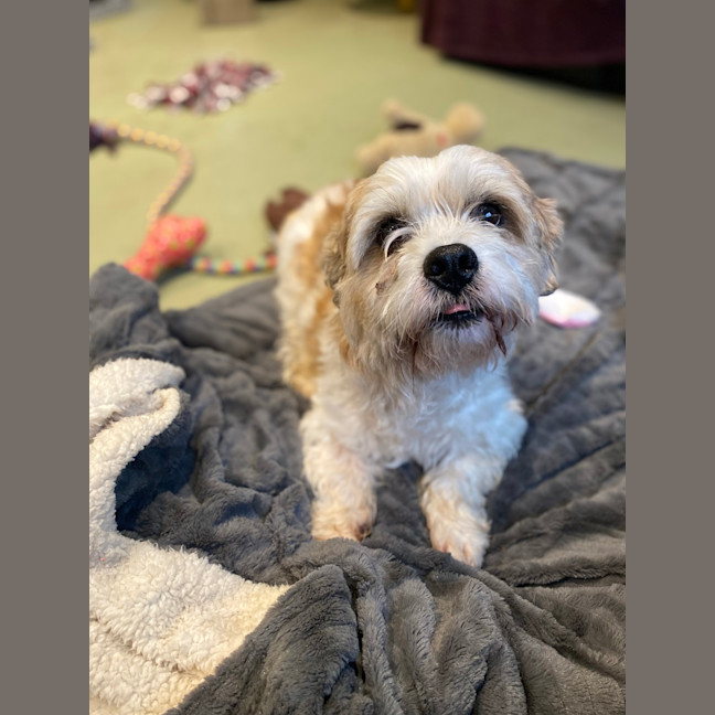 Photo of Caesar