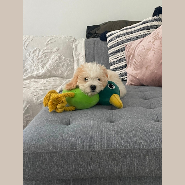 Photo of Bodhi