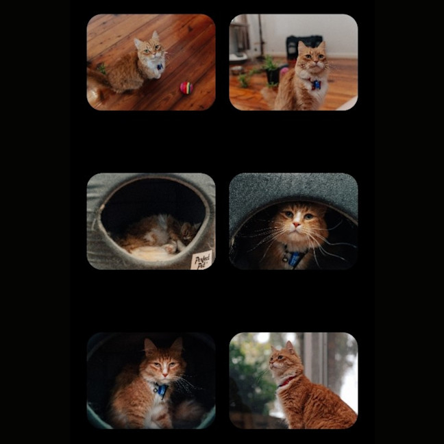 Photo of Louie & Jewie   5 Year Old Domestic Short Hair