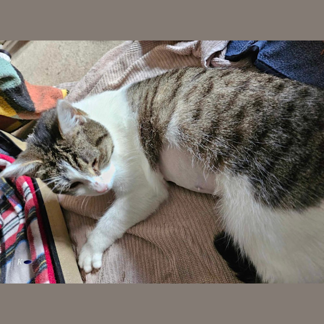 Photo of Nova Meet Me@Petstock Chelsea Store 22/3