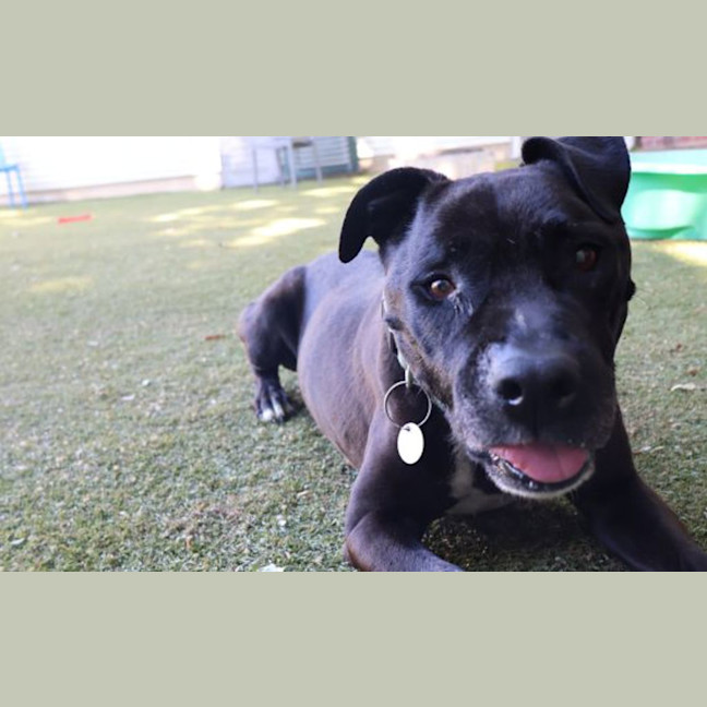 Photo of Tyson