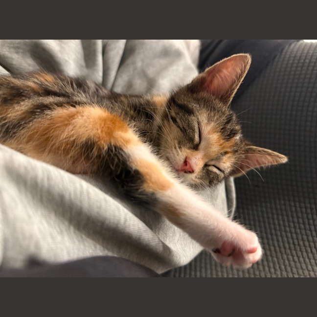 Photo of June Bug