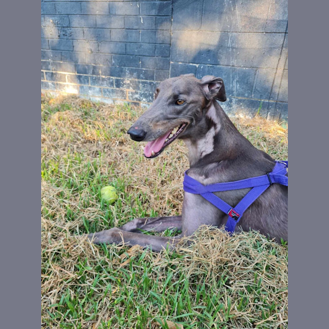 Photo of Royal