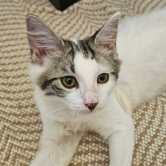 Photo of Mischief