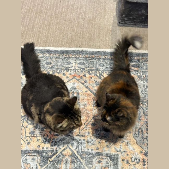 Photo of 🏴‍☠️ Pirate & Pearl 🏴‍☠️