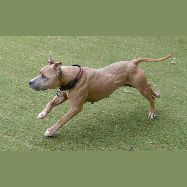 Photo of Pearl