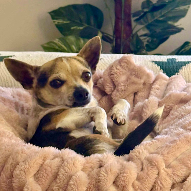 Photo of Little Lucky