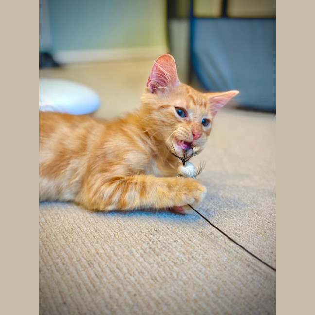 Photo of Rocket