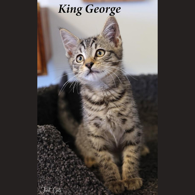 Photo of King George