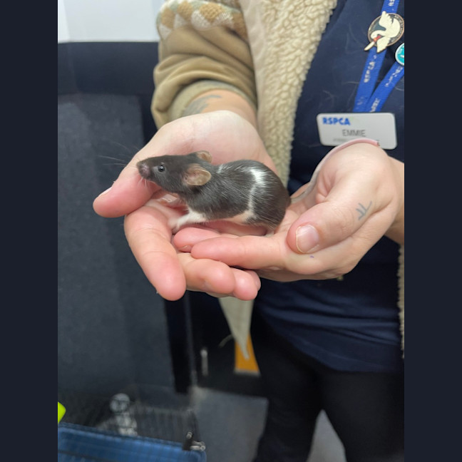 Photo of Angelina Mousling