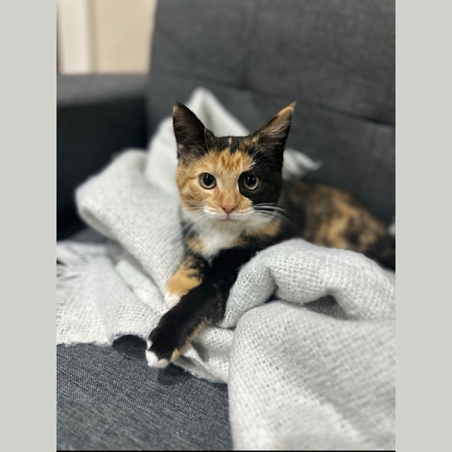 Photo of Toffee