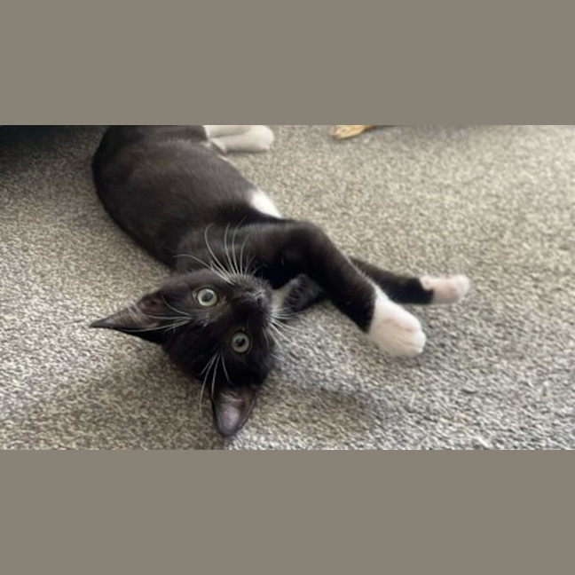 Photo of Yoda   Meet Me @ Petstock Kingsford