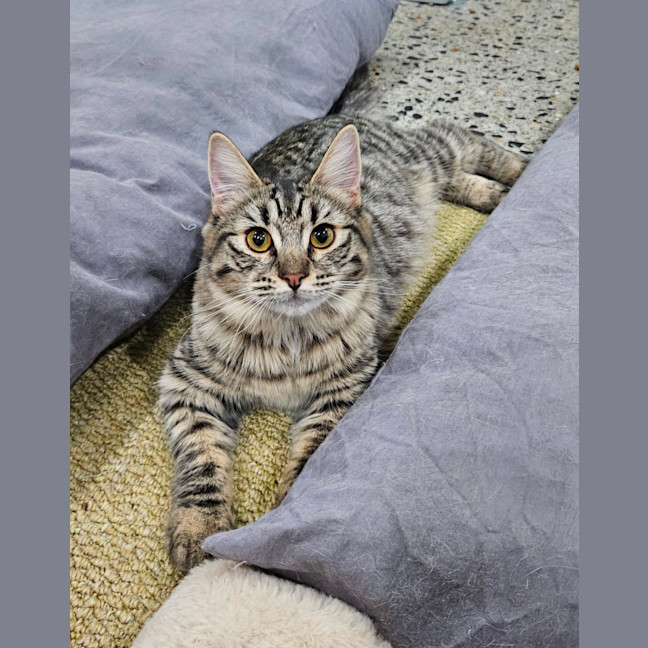 Photo of Bobby Girl