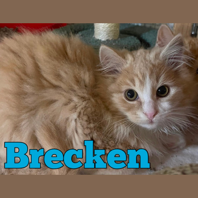 Photo of Brecken 