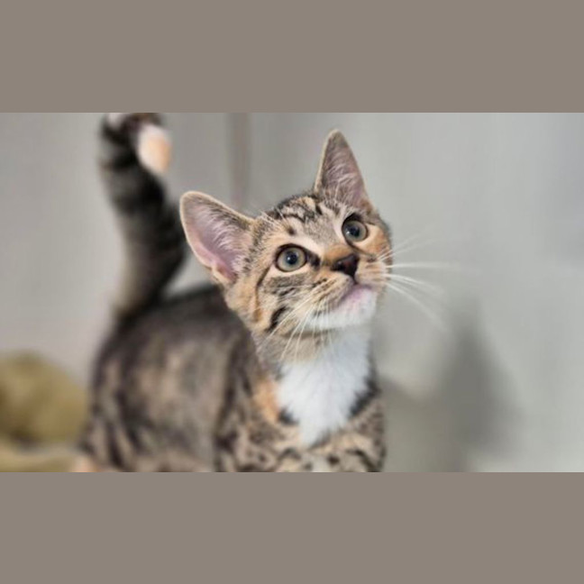 Photo of Calypso