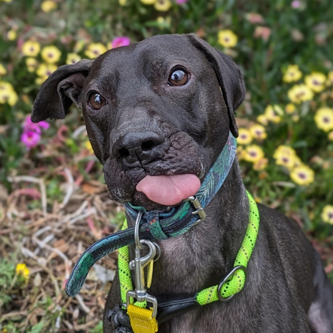 Photo of Maisey