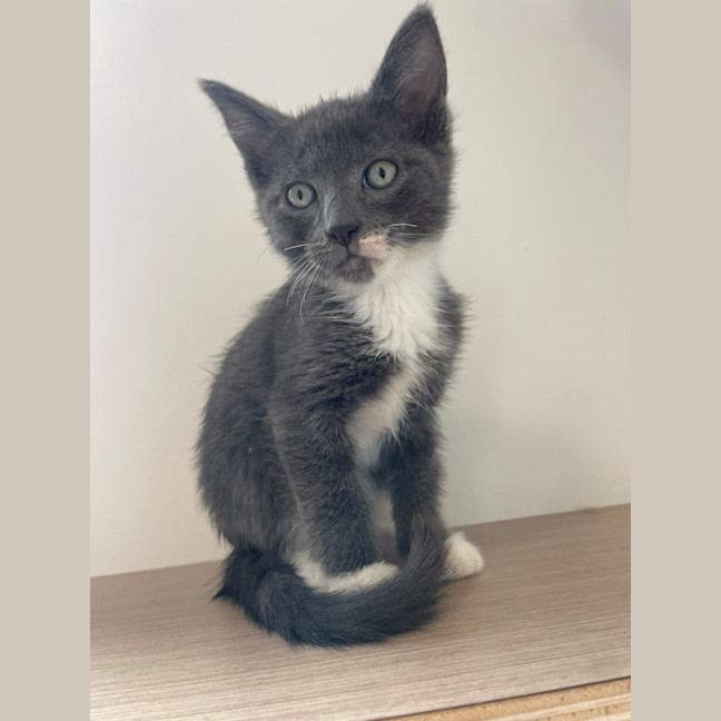 Photo of C1577 Frodo