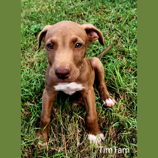 Photo of Tim Tam
