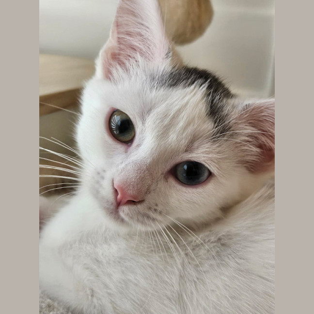 Photo of Ellie *9 Lives Project Rescue*