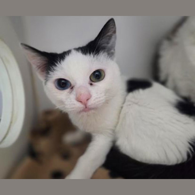 Photo of Pippin