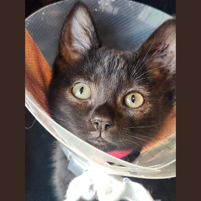 Photo of Magenta   In Foster Care In Templestowe