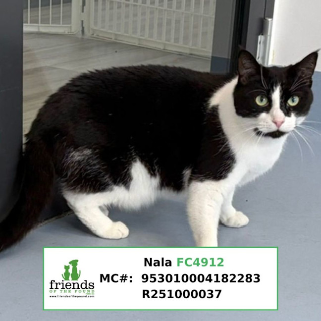 Photo of Nala