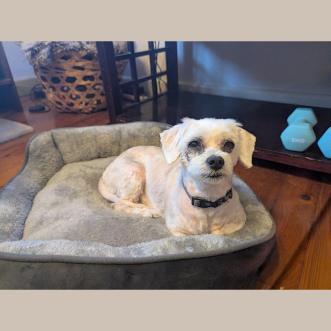Photo of Snowball (Snowy) Dumont