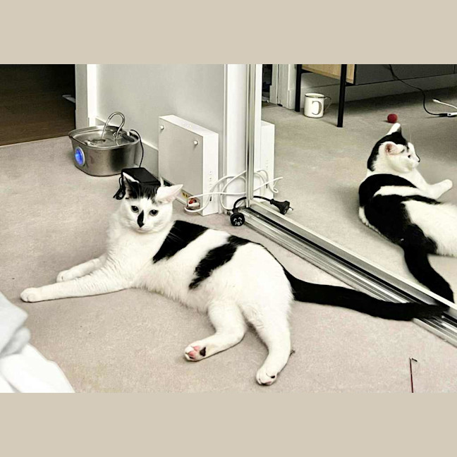 Photo of Moo Moo