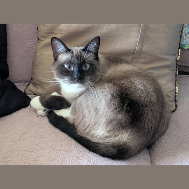 Photo of Mocha