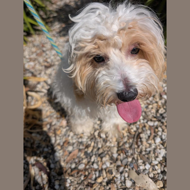 Photo of Scott Speedman