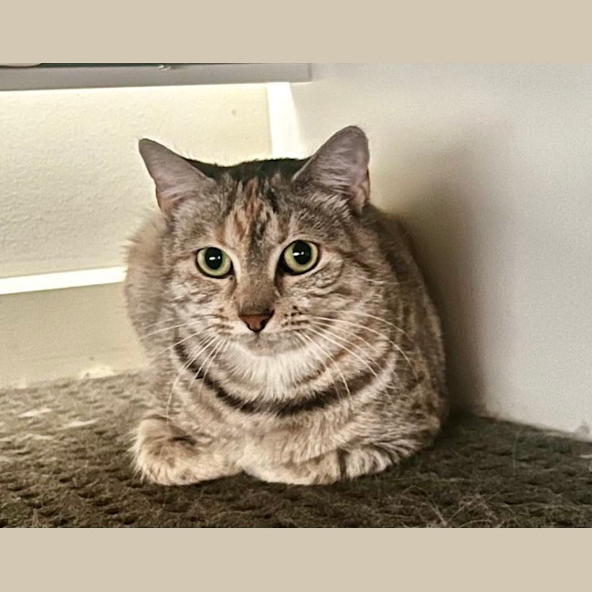 Photo of Novella