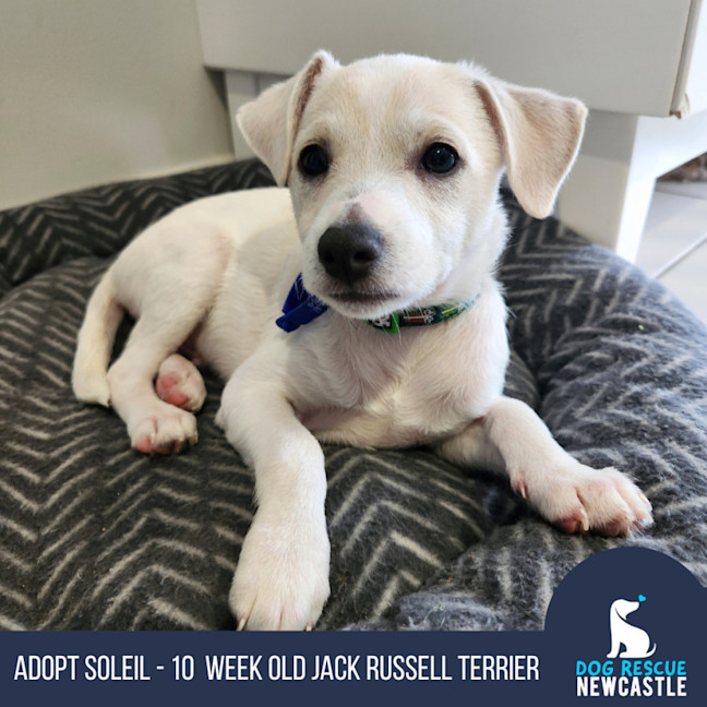 Photo of Soleil   10 Week Old Jack Russell Terrier