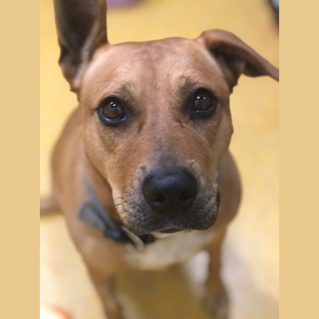 Photo of Toffee