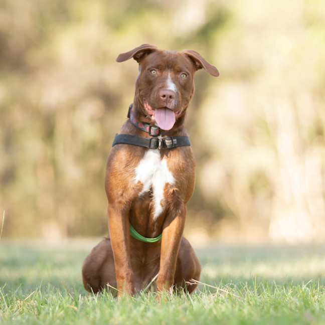 Photo of Daisy