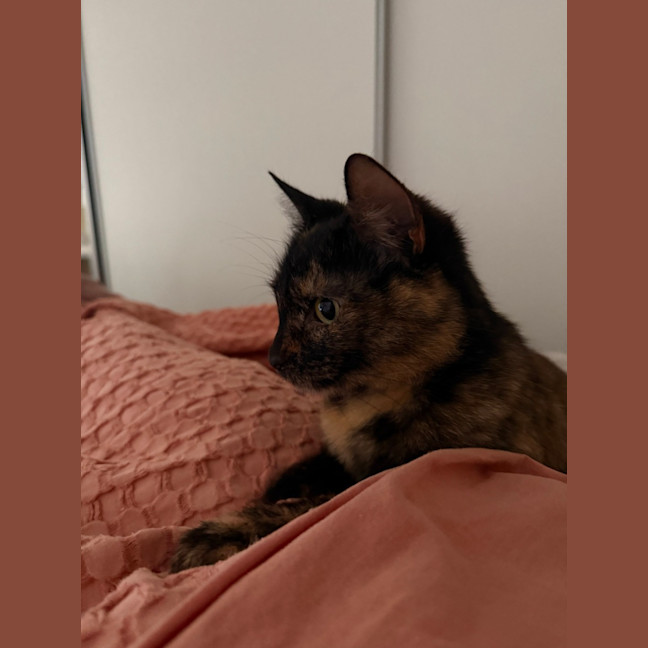 Photo of Tilly