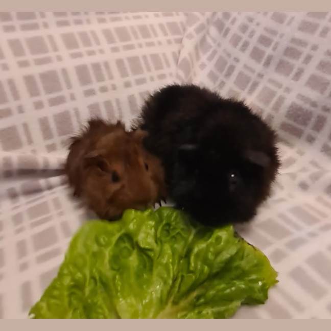 Photo of Jemima And Joy