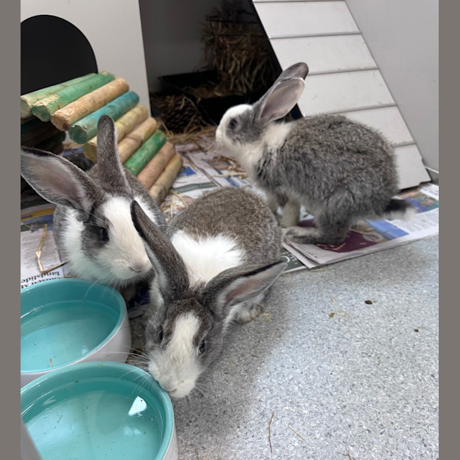 Photo of David (Bonded To Lincoln 