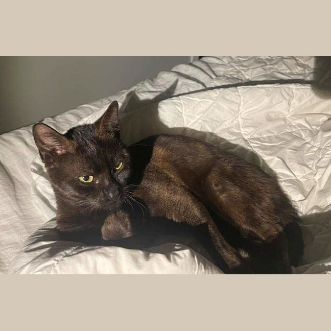 Photo of Midnight