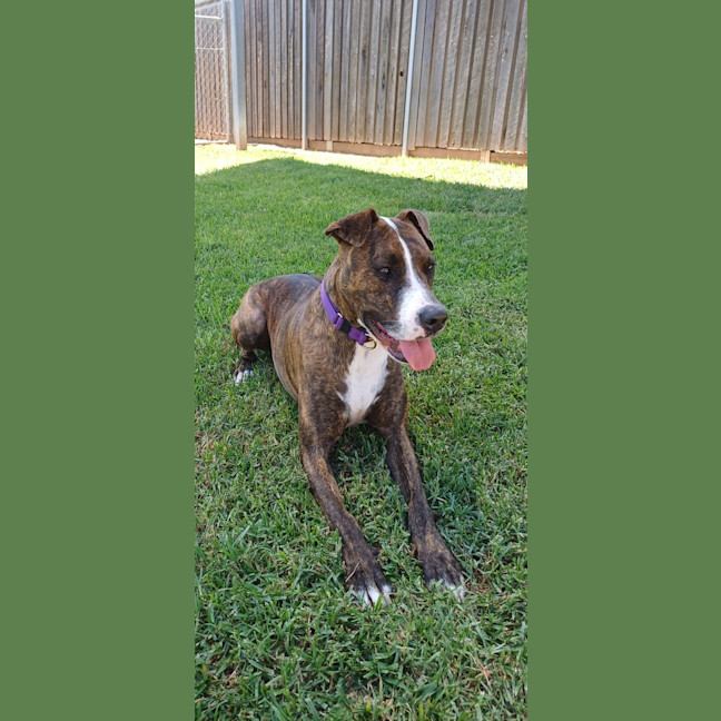 Photo of Rosie
