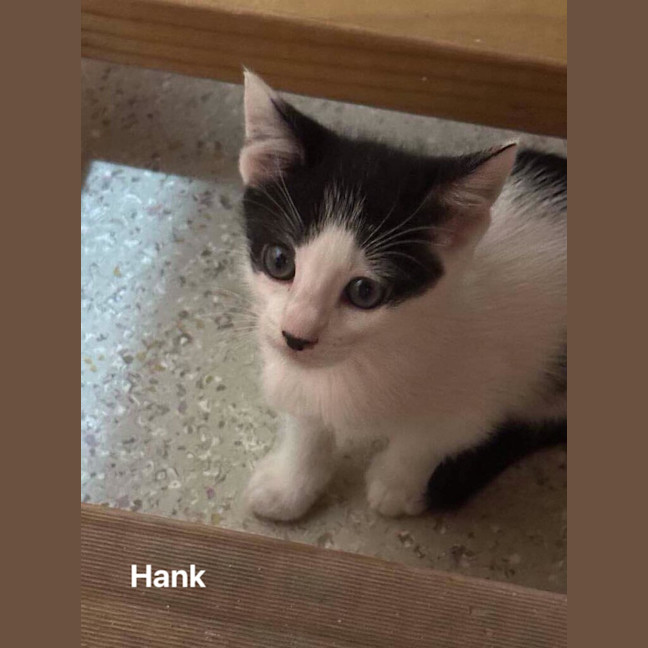 Photo of Hank