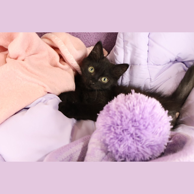 Photo of Bisque