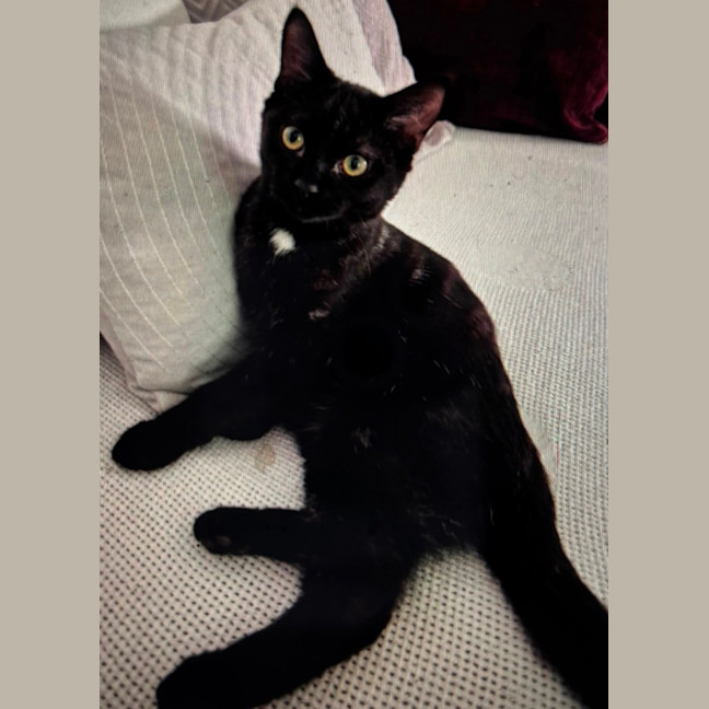 Photo of Tucker Meet Me At Petstock Clyde North Store 