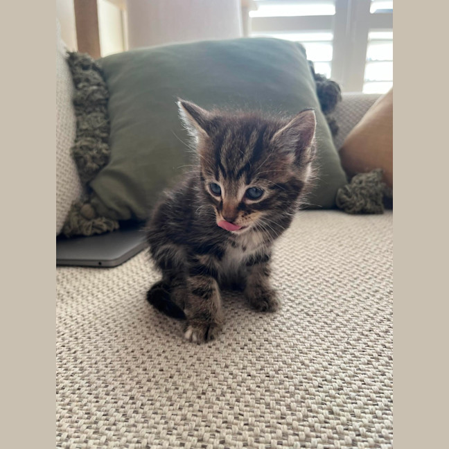 Photo of Marvin