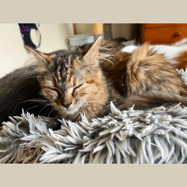 Photo of Nova *9 Lives Project Rescue*