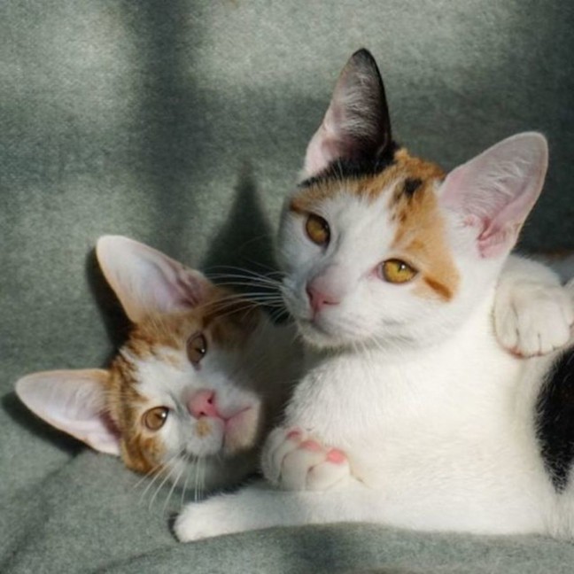 Photo of Berlioz And Aurora