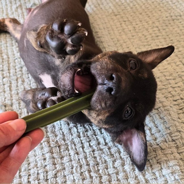 Photo of Dr Bunsen Honeydew